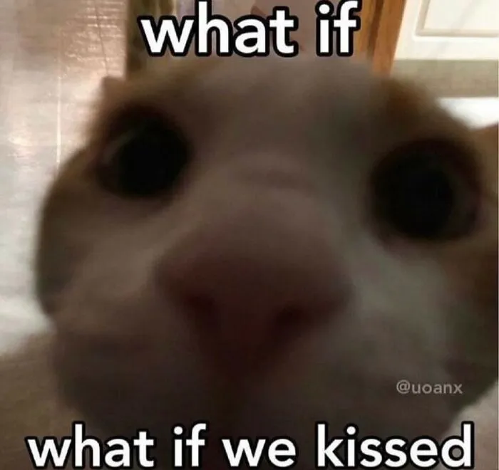 30 Cat Memes That Might Make You Say "That's Literally Me"