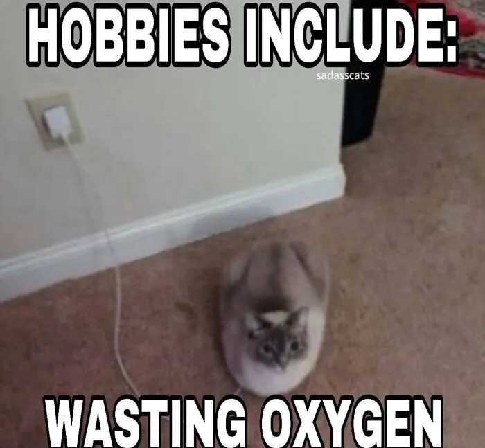 30 Cat Memes That Might Make You Say "That's Literally Me"