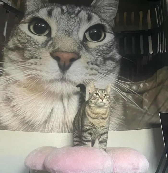 30 Cat Memes That Might Make You Say "That's Literally Me"