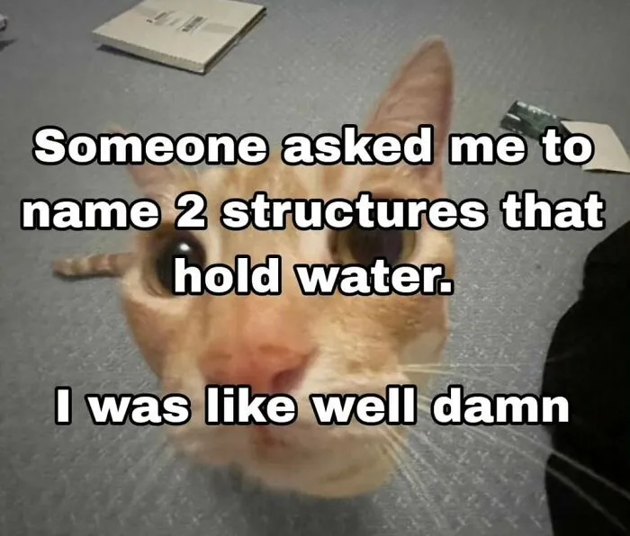 30 Cat Memes That Might Make You Say "That's Literally Me"