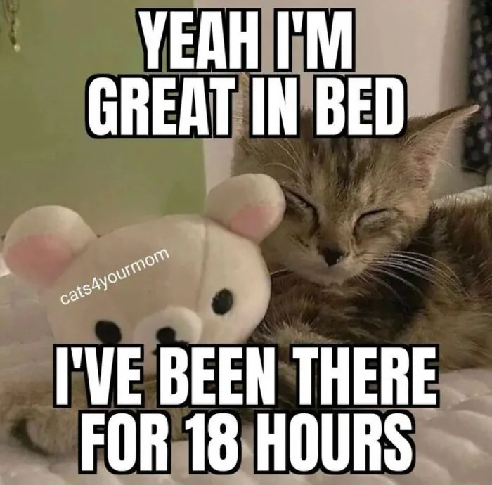 30 Cat Memes That Might Make You Say "That's Literally Me"