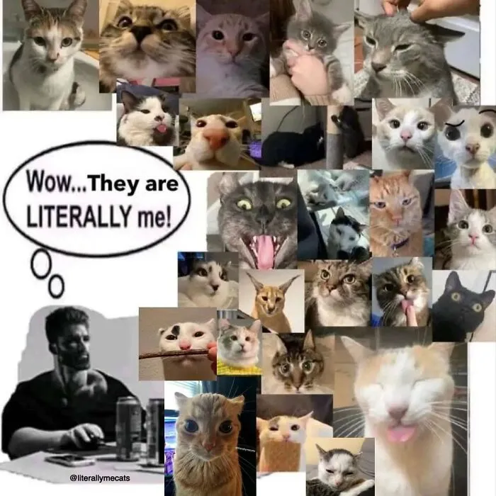 30 Cat Memes That Might Make You Say "That's Literally Me"