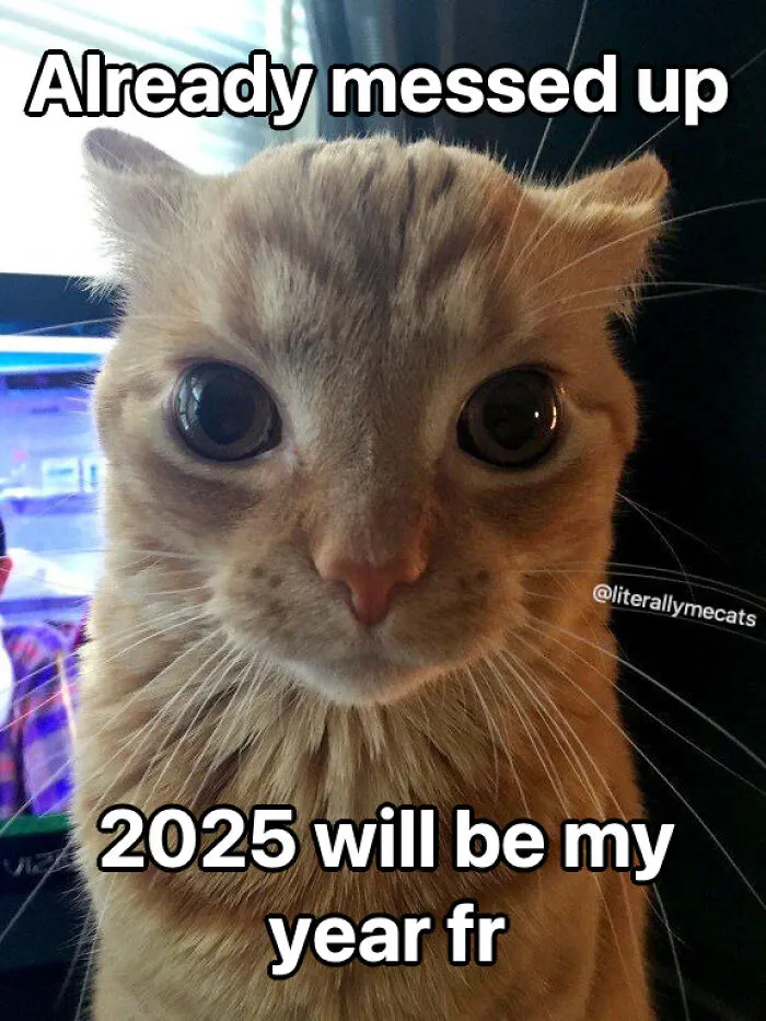 30 Cat Memes That Might Make You Say "That's Literally Me"