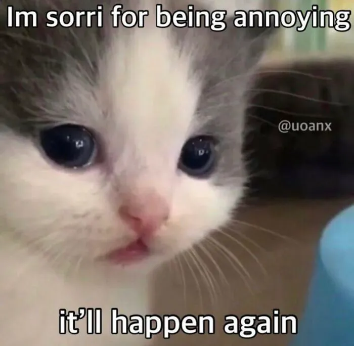 30 Cat Memes That Might Make You Say "That's Literally Me"