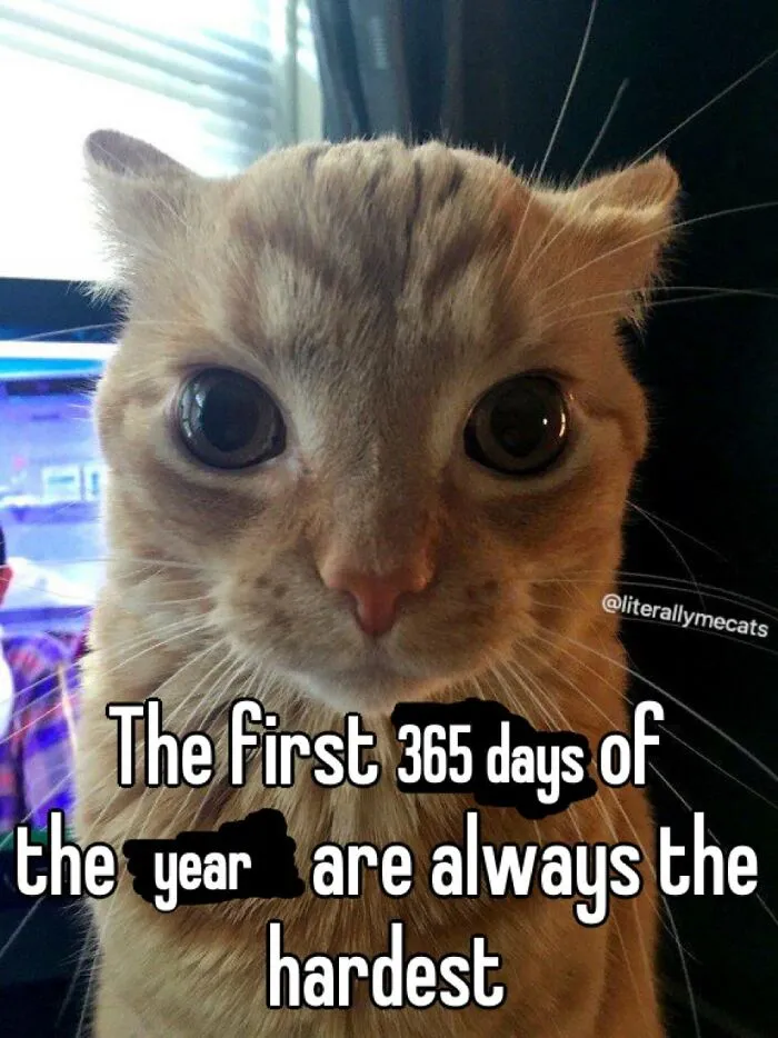 30 Cat Memes That Might Make You Say "That's Literally Me"