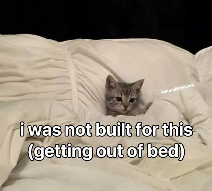 30 Cat Memes That Might Make You Say "That's Literally Me"