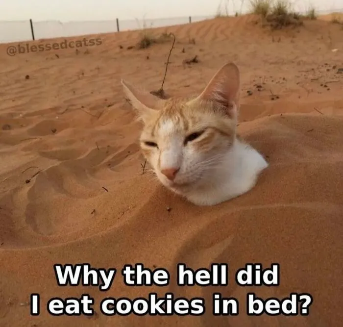 30 Cat Memes That Might Make You Say "That's Literally Me"