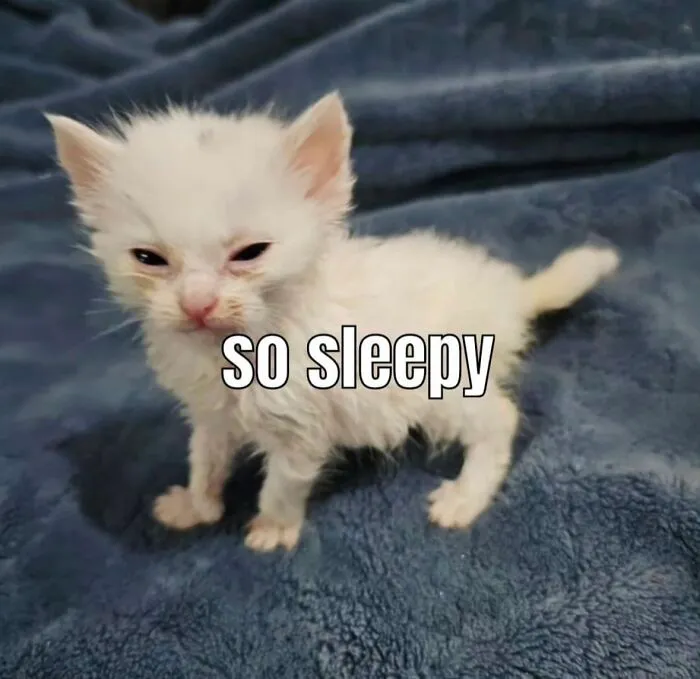 30 Cat Memes That Might Make You Say "That's Literally Me"