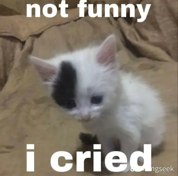 30 Cat Memes That Might Make You Say "That's Literally Me"