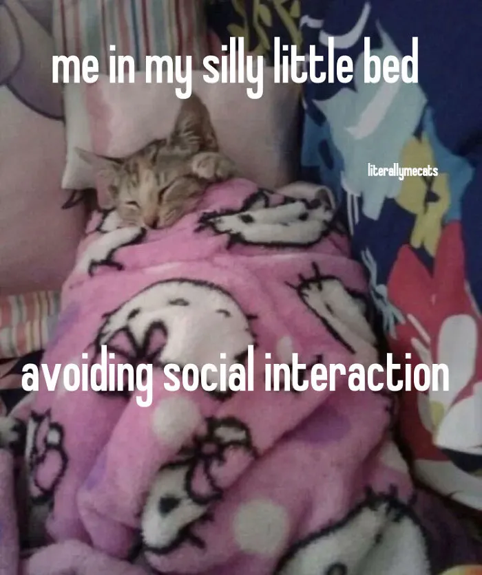 30 Cat Memes That Might Make You Say "That's Literally Me"