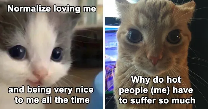 30 Cat Memes That Might Make You Say "That's Literally Me"