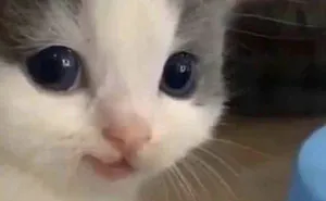 30 Cat Memes That Might Make You Say "That's Literally Me"