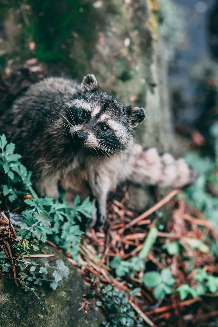 People Share Interesting Wildlife Facts That Not A Lot Of People Know, Here Are The 40 Best Ones