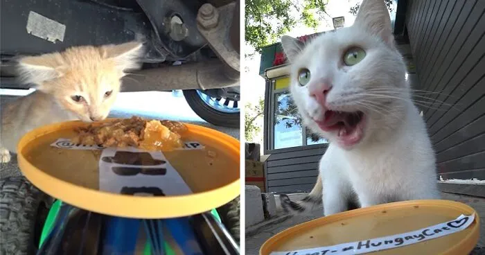 30 Times This Guy Used A Drone And Remote Control Car To Find And Feed Stray Cats