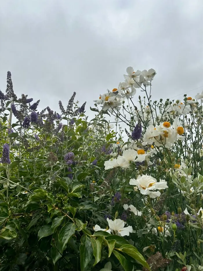 The Poppies Got To 10 Feet This Year