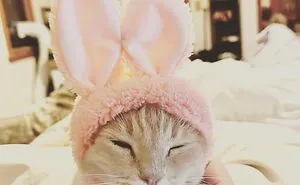 Hey Pandas, Post The Funniest Picture You Can Find Of Your Cat (Closed)