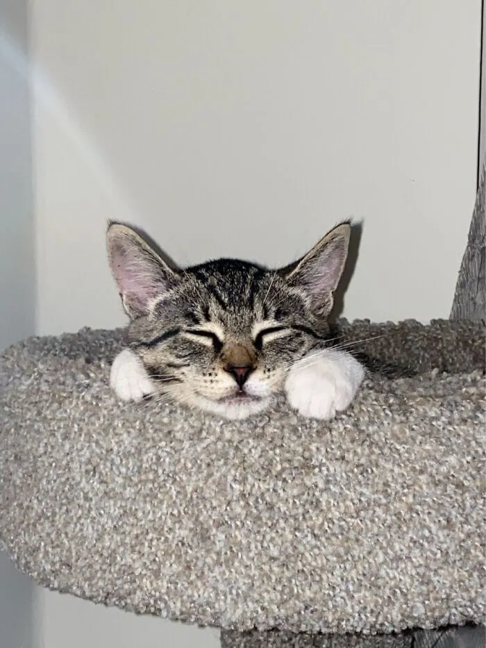 Meet Zen