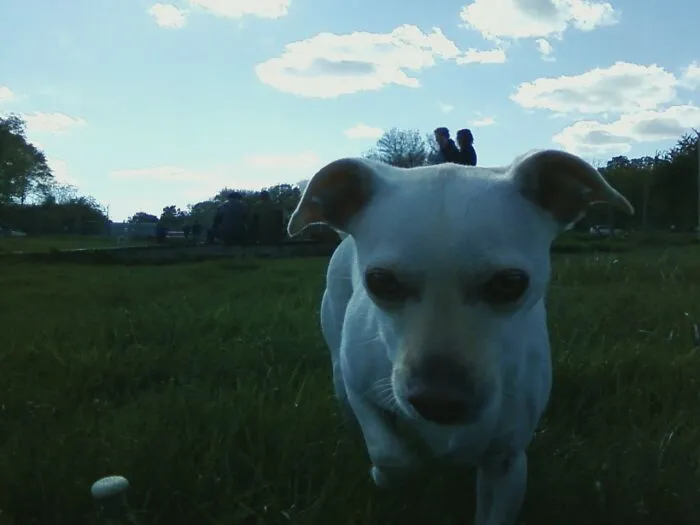 My Dog At A Dog Park Giving A Ride To Two People