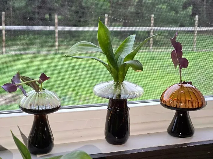 Your Plant Cuttings Will Be Living Their Best Life In These Stylish And Functional <a Style="Display:inline;" Href="Https://Www.amazon.com/Dp/B0csympr5v?ascsubtag=7699984%2c15%2c34%2cd%2c0%2c0%2cbf-Web-Hf%2c900%3a2%3b974%3a1%3b1125%3a2%3b1338%3a1%2c48081041%2c0%2c0&ie=utf8%25252c0%252c0%2c0&btn_ref=srctok-Cfe82f09d5a11cb5&th=1&linkcode=ll1&tag=bpdeer-20&linkid=e0e649861b20d234a927ec634b274555&language=en_us&ref_=as_li_ss_tl" Target="_blank"><span Style="Font: Inherit; Color: #d74b1f;"> Mushroom Vase Propagation Stations</Span>