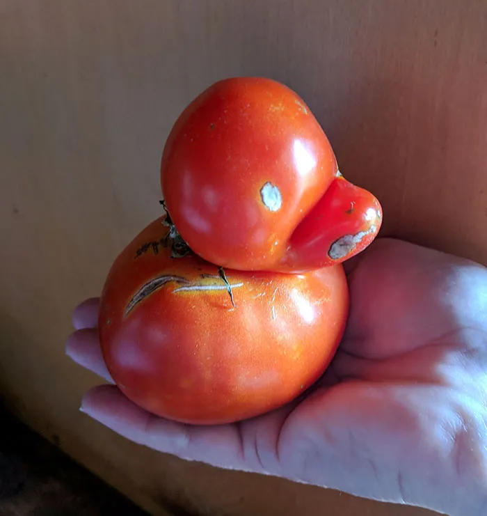 My Grandpa Grew A Rubber Ducky Tomato