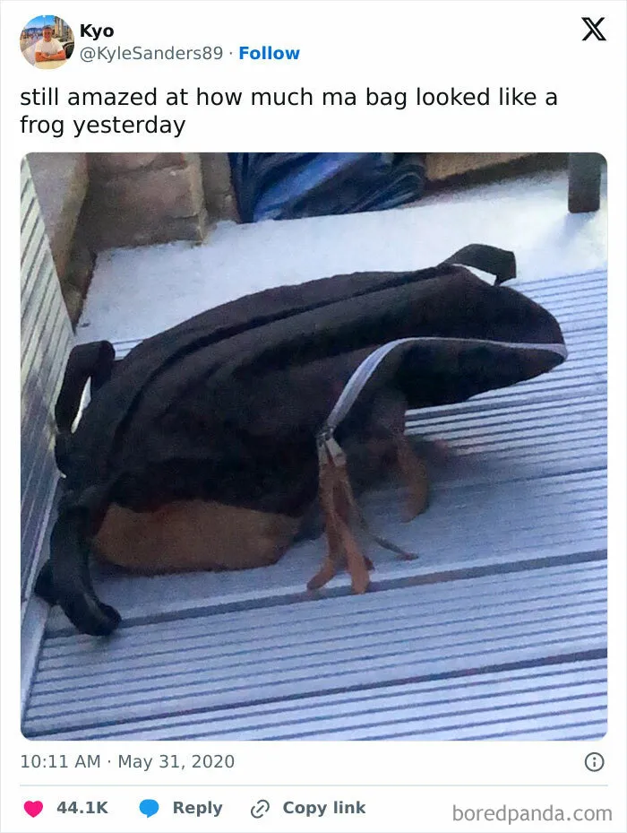Little Frog