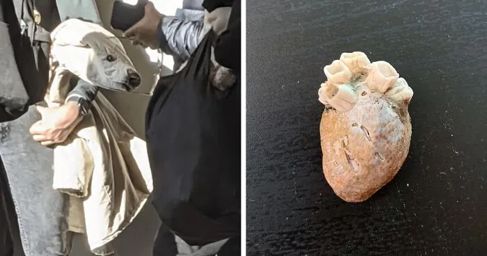 50 Funny Examples Of Pareidolia That Prove Our Brains Will Truly Come Up With Anything (New Pics)
