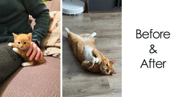 “Cat Grows”: This Community Shares Wholesome Photos Of Their Kittens Growing Into Cats (45 New Pics)
