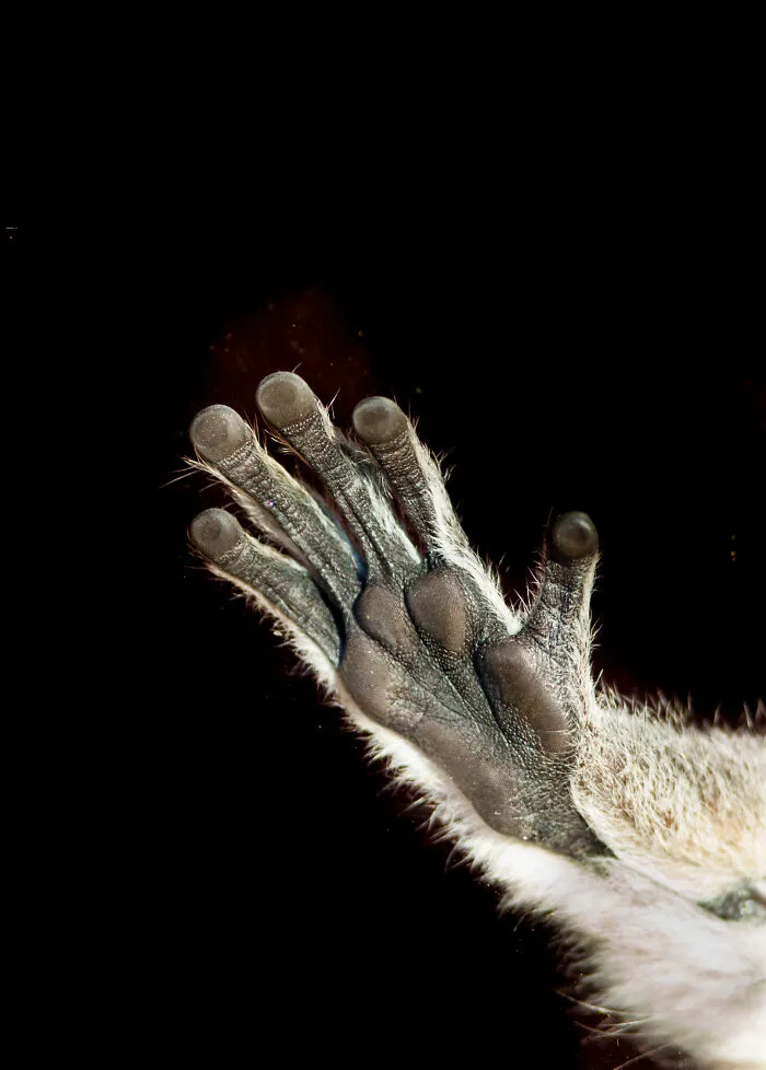 I Took 11 Photos Of Animal Hands