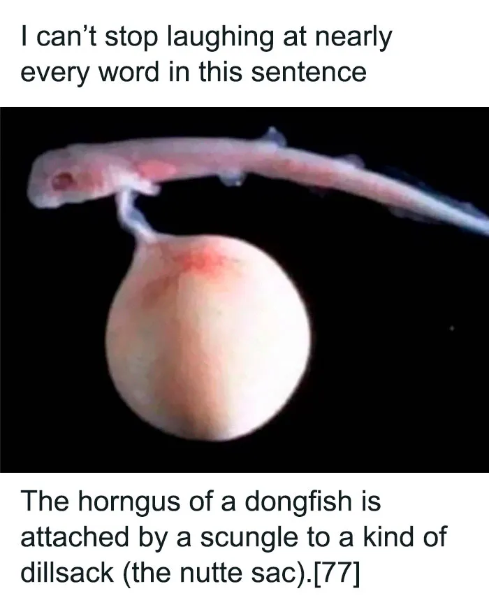 50 Funny Memes For Those Who Could Really Use Some Mind-Numbing Humor Today