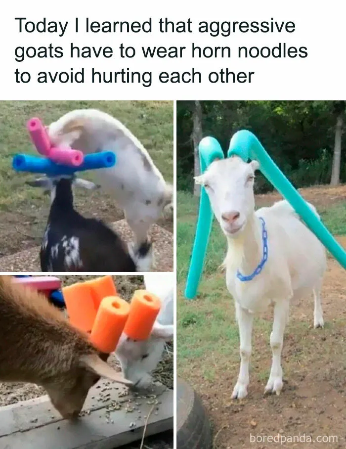 50 Funny Memes For Those Who Could Really Use Some Mind-Numbing Humor Today