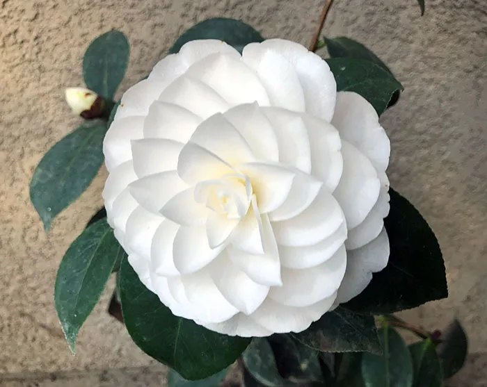 Flor extrañamente satisfactoria