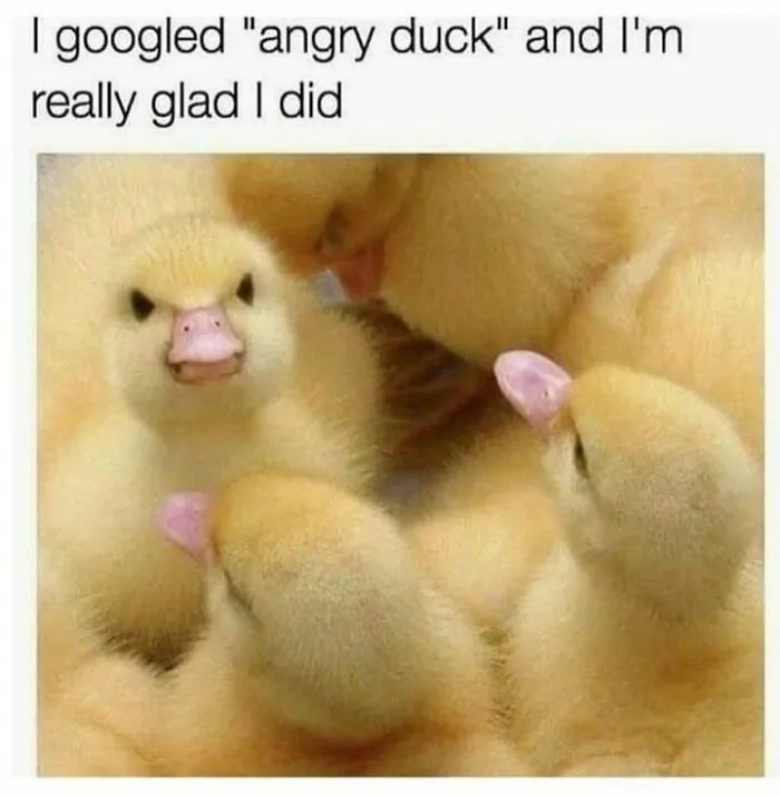 50 Feel-Good Photos To Cheer You Up