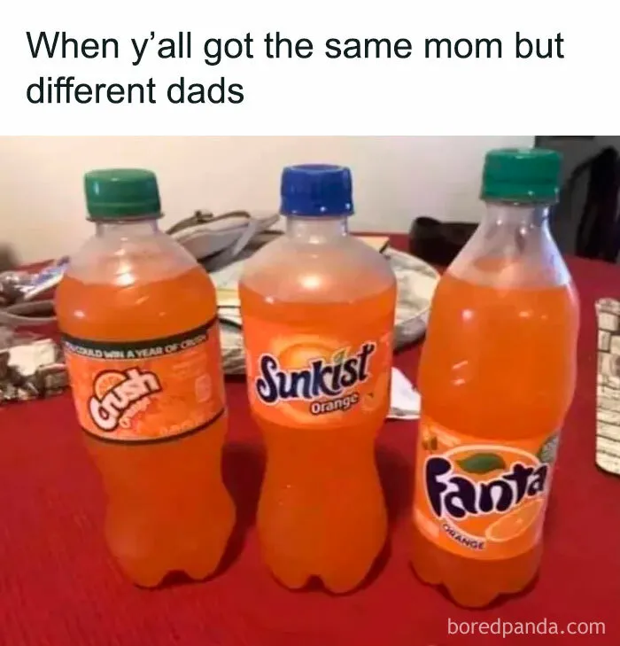 Three different orange soda bottles, humorously compared as having the same mom but different dads.