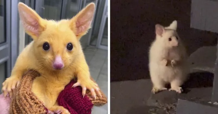 Guy Goes Viral After Sharing His Encounter With An Unusual Golden-Furred Possum