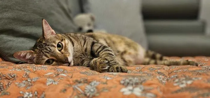 My Ladyship, My Cat, And Her Awesome Self (12 Pics)