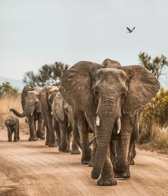 People Share Interesting Wildlife Facts That Not A Lot Of People Know, Here Are The 40 Best Ones