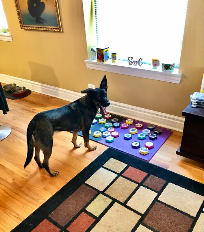 Ryda Has A Vocabulary Of 40 Word Buzzers (Others Are Around The House). He Can Be Somewhat Demanding And Opinionated At Times