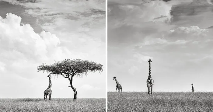 Roaring Nights And Stunning Safari Days: My 21 Photos From Kenya