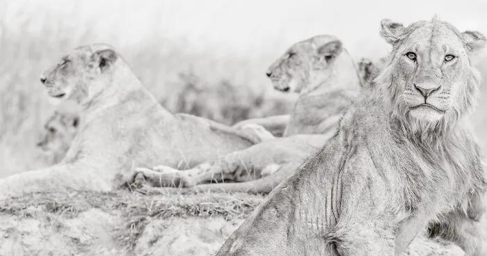 Roaring Nights And Stunning Safari Days: My 21 Photos From Kenya