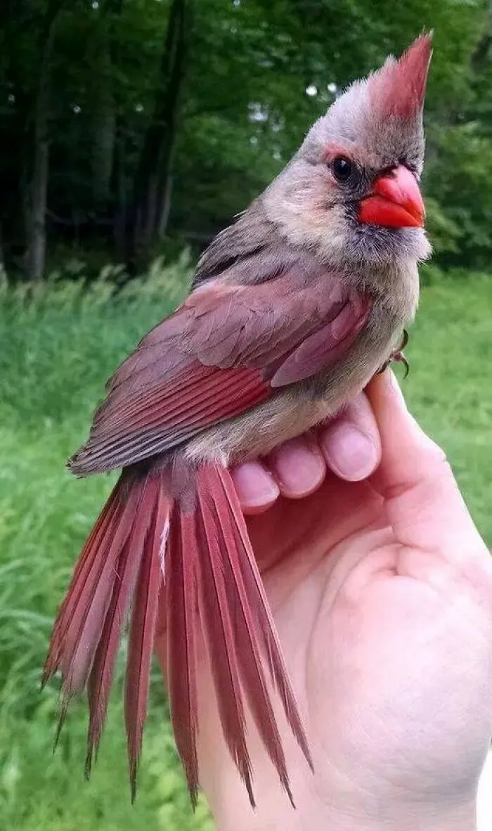 Cardenal macho aún no crecido