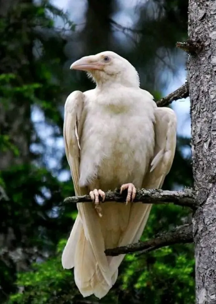 A White Raven Spotted Around Qualicum Beach, Vancouver Island, Canada. Photo: Lisa Bell