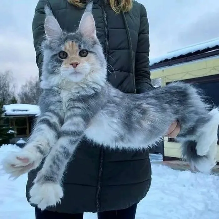 Un gato Maine Coon