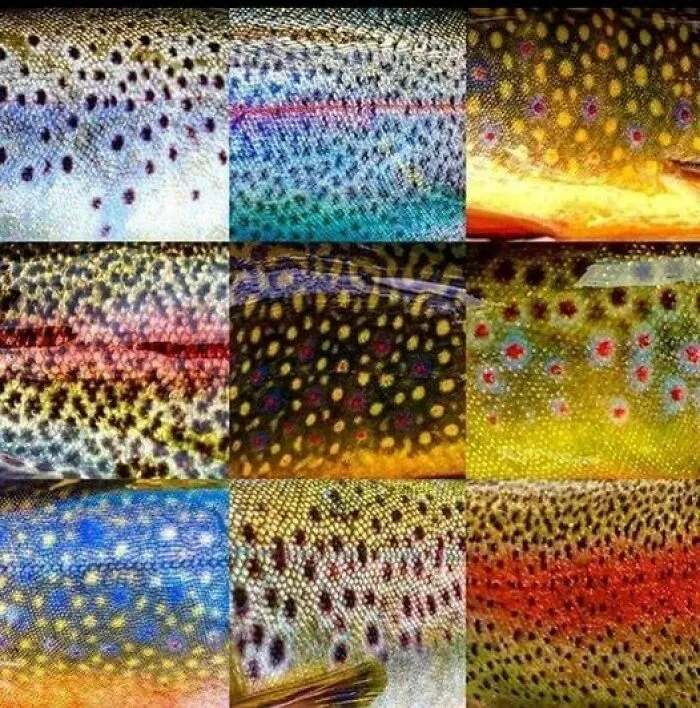 Varios patrones y colores de piel de trucha