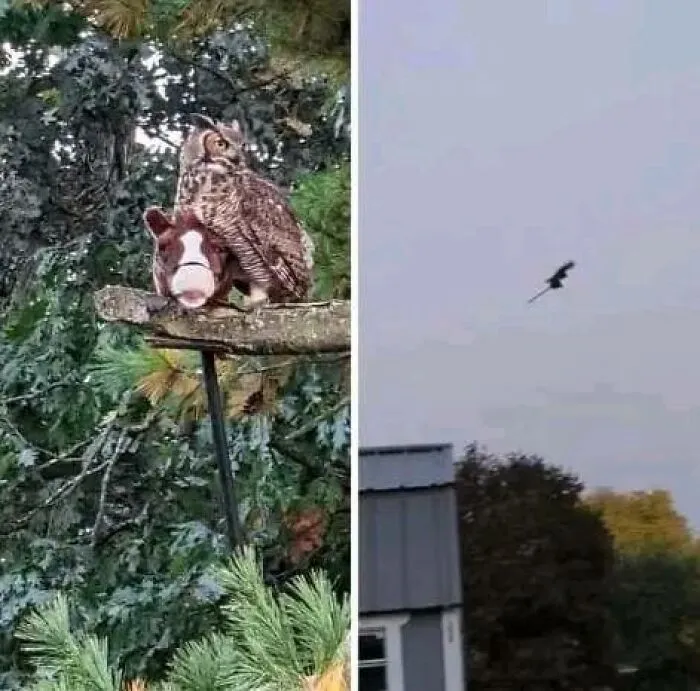 This Owl Captured A Child's Stick Horse And Carried It Around The Town