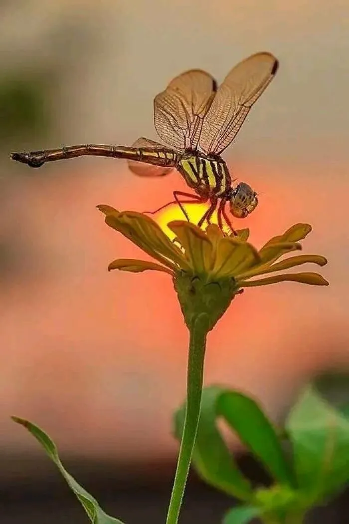 Libélula al atardecer