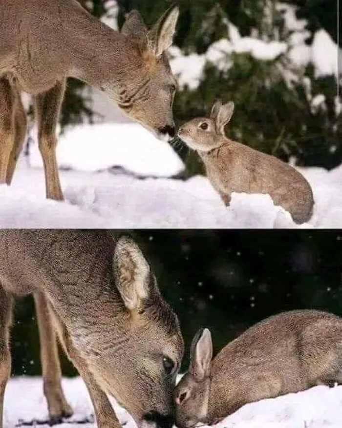 Los encontré, son Tambor y Bambi