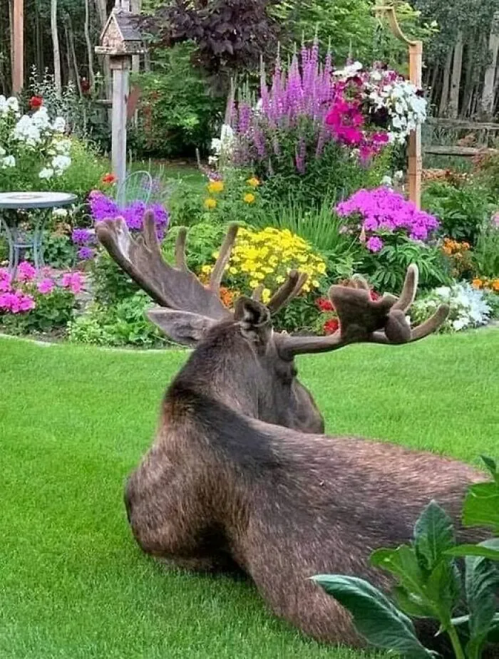 Looking Out My Living Room Window. Summer In Alaska 📸: Bonnie Sturn