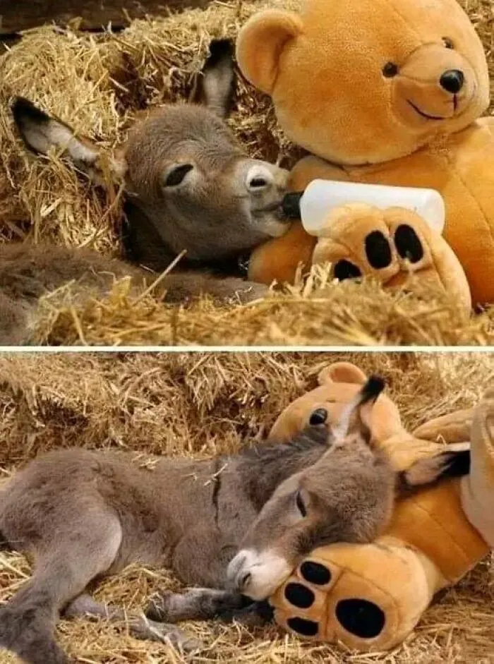Cada bebé es hermoso e inocente