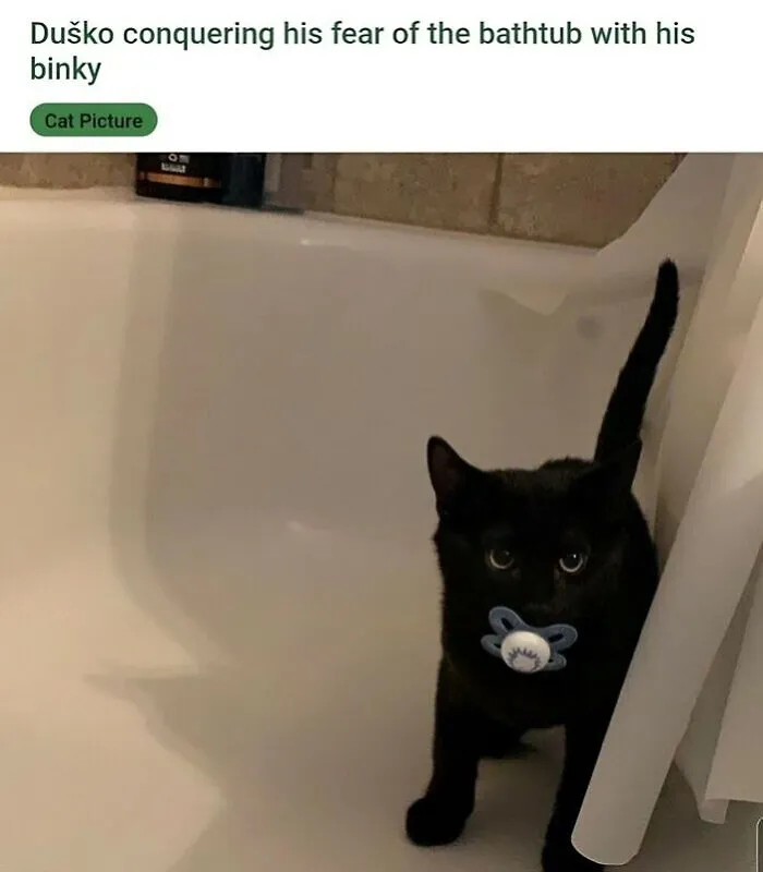This Popular Instagram Account Shares Funny Cat Memes, And Here Are 50 Of The Very Best Ones