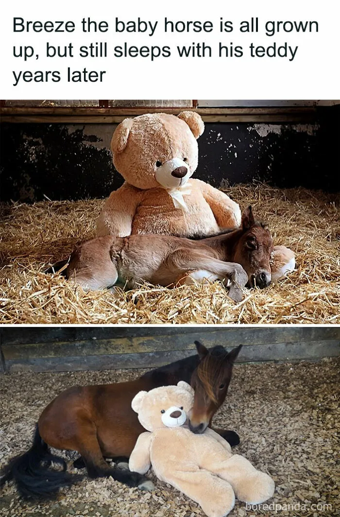 50 Adorable Animal Memes That May Give You That Serotonin Boost For Today